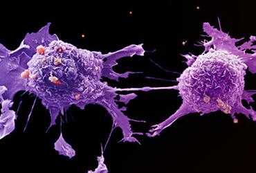 ردکولد و پیشگیری از انواع سرطان
